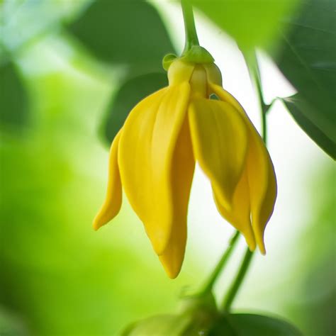 Ylang Ylang Essential Oil - CandleScience