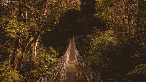 Suspended bridge, forest, trees Wallpaper | 3840x2160 UHD 4K resolution wallpaper download ...