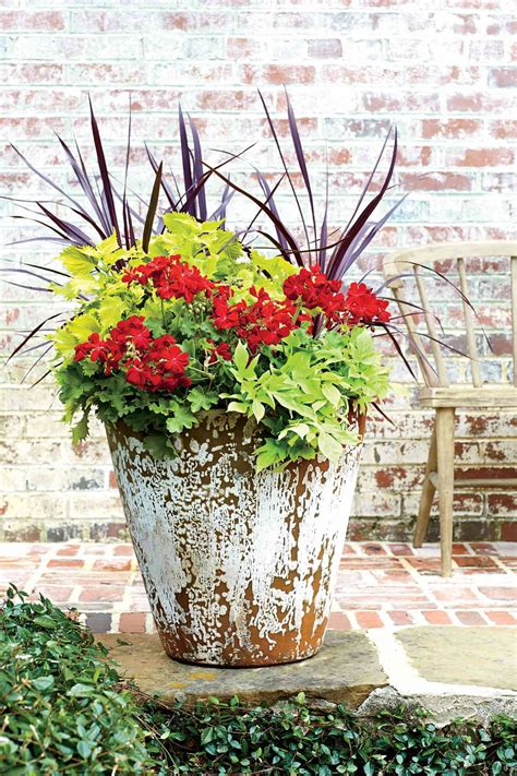 How To Care For Geraniums In Pots