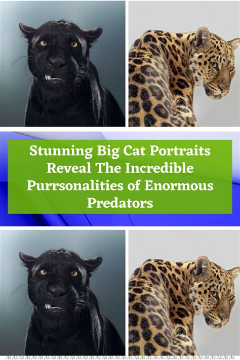 Stunning big cat portraits reveal the incredible purrsonalities of ...