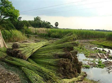 Entre menthe et lavande: Le Jute, une fibre d'or