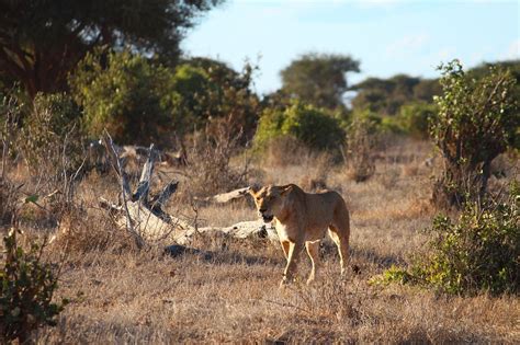 Lion Kenya Safari - Free photo on Pixabay