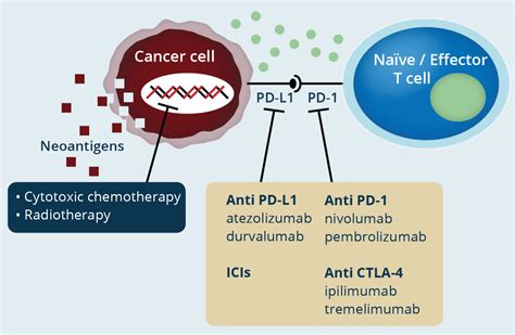 Immune Checkpoint Inhibitors: A Review