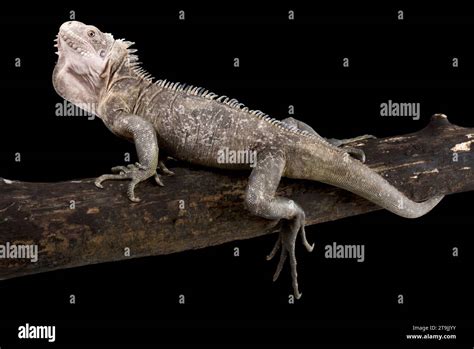 The Lesser Antillean Iguana (Iguana delicatissima) is a critically ...