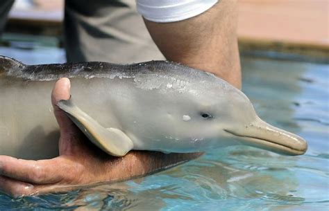 White Wolf : 7 day old baby dolphin found in Uruguay