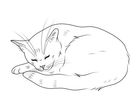 Cat Outline Drawing