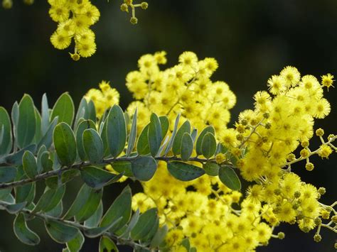 Wattle tree in flower | Australian flowers, Mimosa tree, Tree