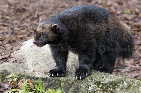 Wolverine portrait while hunting 20300439 Stock Photo at Vecteezy