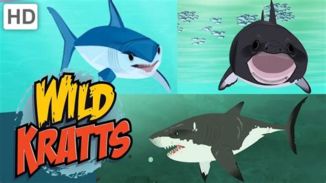 Wild Kratts 🦈🌊 Sharks: Predator and Prey | Shark Week | Kids Videos ...