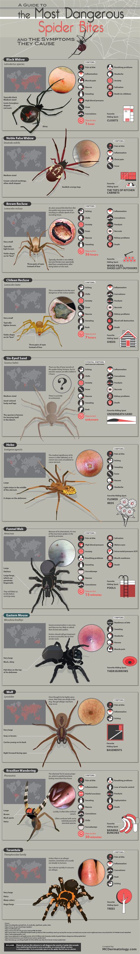 The Most Dangerous Spider Bites [Infographic] - Best Infographics