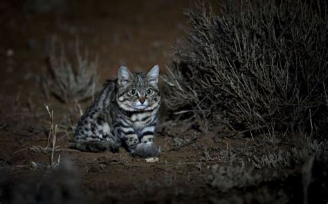 The Black-Footed Cat is the world's deadliest feline, with a 60% hunt ...