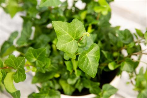English Ivy: Plant Care & Growing Guide