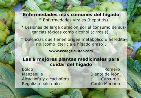 Las 8 mejores plantas medicinales para el hígado | ECOagricultor