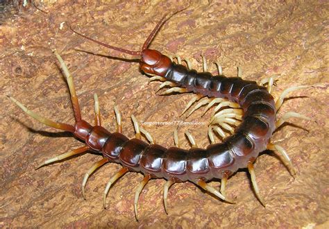 Scolopendra Gigantea For Sale - Memoiro Fasinner