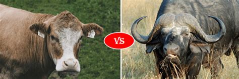 Bobcat Vs Cougar (Mountain Lion) Fight comparison, who win will?