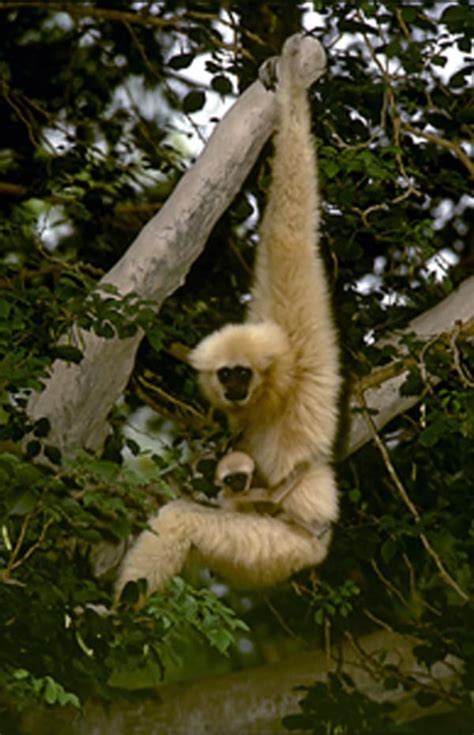 White-handed Gibbons Now Presumed 'Extinct' In China, Forest Survey Shows | Apen, Natuur