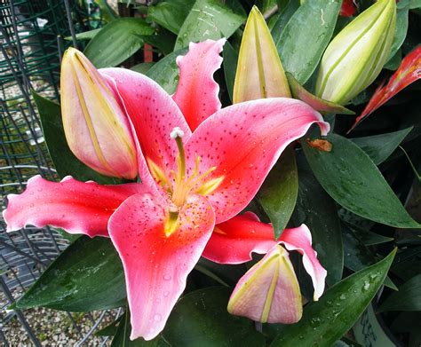 Lilys Site: How Florists Choose and Care For Fresh Cut Lilies