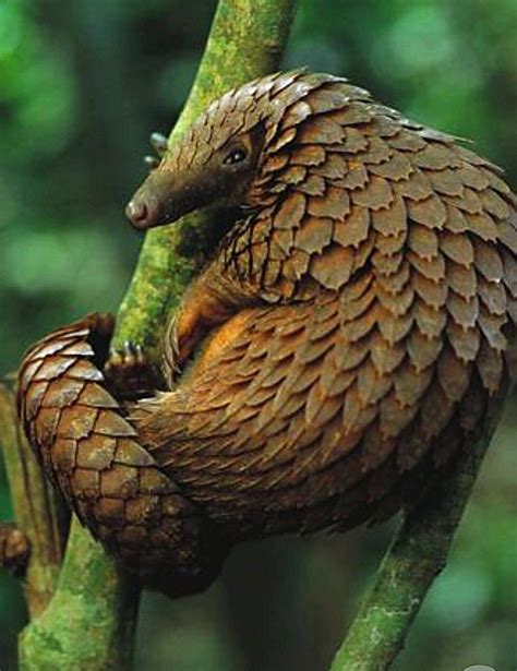 Endangered Species In Southeast Asia