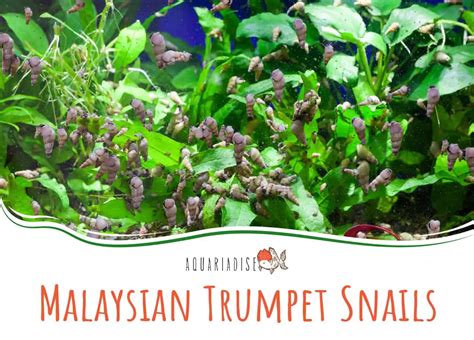 malaysian trumpet snail Archives - Aquariadise