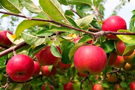 How to Grow an Apple Tree - Plant Instructions