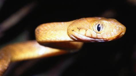 Guam’s Forests Are Being Killed – By A Snake • The Revelator