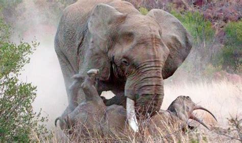 The Great African PAINS: Enraged elephant FLIPS rhino in vicious animal battle | Nature | News ...