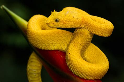 A Yellow Eyelash Pit Viper Photographed In Costa Rica – The Dallas World Aquarium