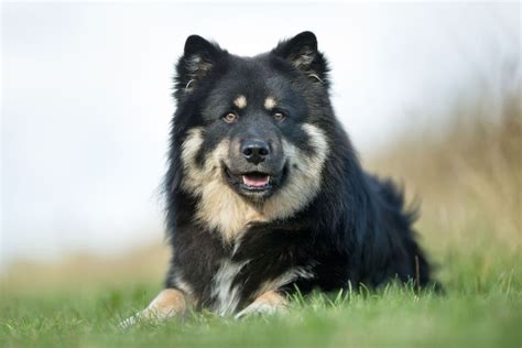 Herding Dog Breeds | The Smart Dog Guide