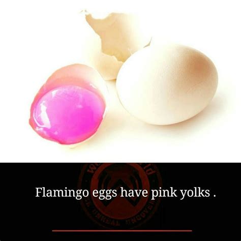 Flamingo eggs have pink yolks soo amazing. Any Birds, Bird Eggs ...