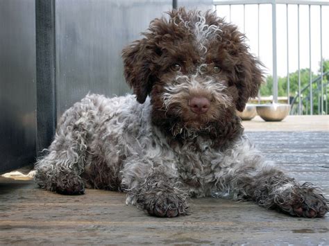 Lagotto Romagnolo Come on!! Friggin adorable | My Style. My Life | Pinterest | Puppys, Italian ...