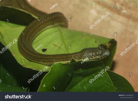 494 Baby anaconda Images, Stock Photos & Vectors | Shutterstock