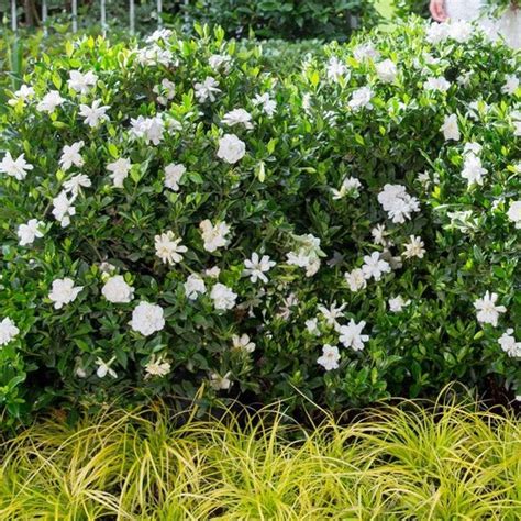 Jubilation Gardenia | Fragrant White Blooms — PlantingTree.com