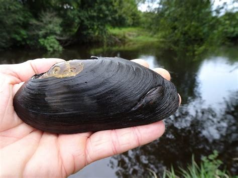 Freshwater Pearl Mussel - Freshwater Habitats TrustFreshwater Habitats Trust