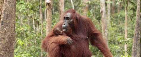 Orangutan Conservation – Orangutan Foundation InternationalOrangutan ...