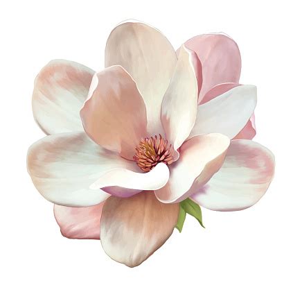 Beautiful Magnolia Flower Vector Stock Illustration - Download Image ...