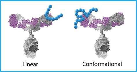 Epitope Mapping Services | CovalX