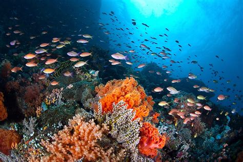 Coral Reef Ecosystem - WorldAtlas