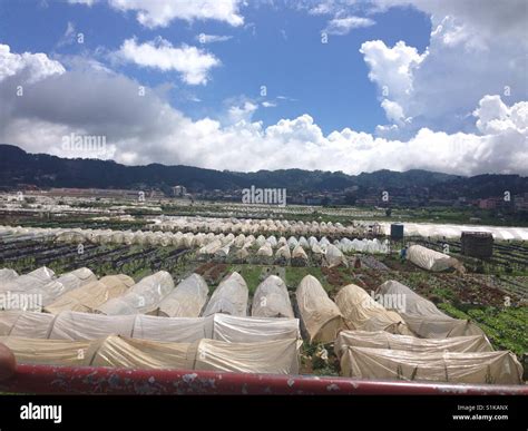 Baguio strawberry farm Stock Photo - Alamy