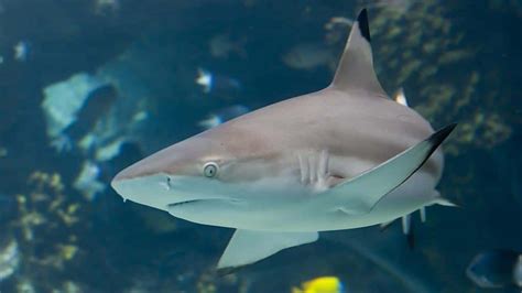 Blacktip Reef Shark – Galapagos Islands – Happy Gringo Travel