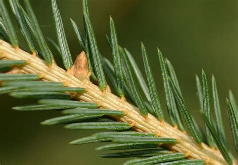 Trees Planet: Picea abies - Norway Spruce