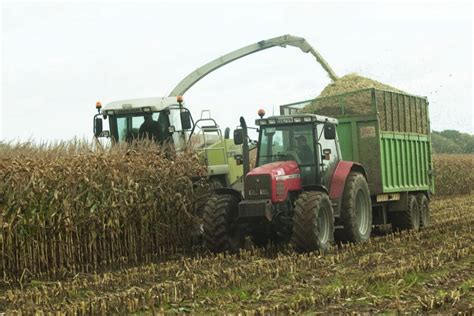 Maize Silage, Grade Standard: Feed Grade, Packaging Size: 100 Kg, Rs ...