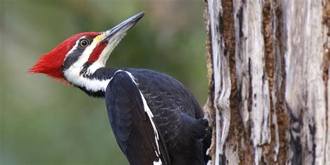 The pileated woodpecker: Hunter and survivor