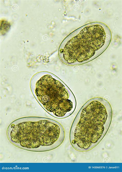 Hookworms In Stool