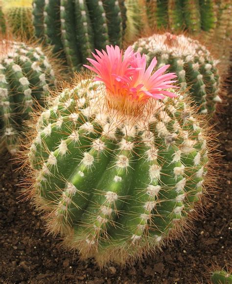 little round cactus with pink flower | Flickr - Photo Sharing!