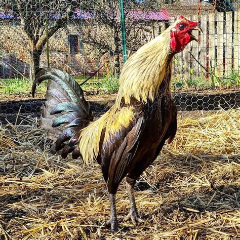 Old English Game Chicken: Eggs, Temperament, Size and Raising Tips