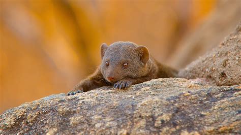 How Dwarf Mongooses Respond to New Immigrants - The New York Times