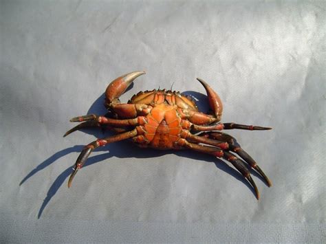 Free picture: large, edible, crab