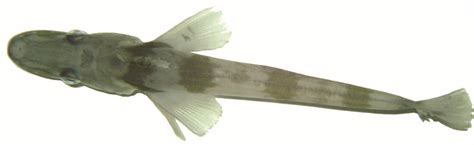 Researchers complete genome of Antarctic blackfin icefish