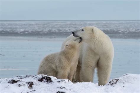 Polar Bear Migration Safari & Arctic Flying Experience | Arctic Kingdom