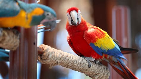 Zoo's latest attraction is one colorful squawker